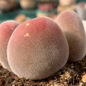 Muiria hortenseae, 5 Samen [NUR SAMEN]