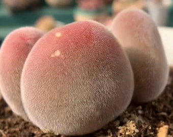 Muiria hortenseae, 5 seeds [SEEDS ONLY]