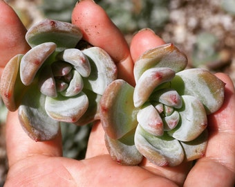 Rare plants, Echeveria Monroe