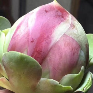 Greenovia aurea sp peach, pink succulent, rare succulent,  10 seeds [SEEDS ONLY]