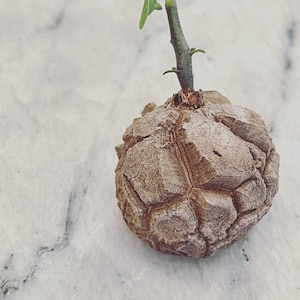 Real plants, Dioscorea elephantipes