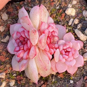 Zeldzame sappige zaden, Echeveria Japanse Koukihana, 10 zaden [ALLEEN ZADEN]