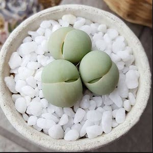 Gibbaeum Heathii, seltener Sukkulente, lebendiger Stein, 10 Samen Bild 2