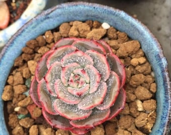 Echeveria secunda puebla, rare succulent, 10 seeds