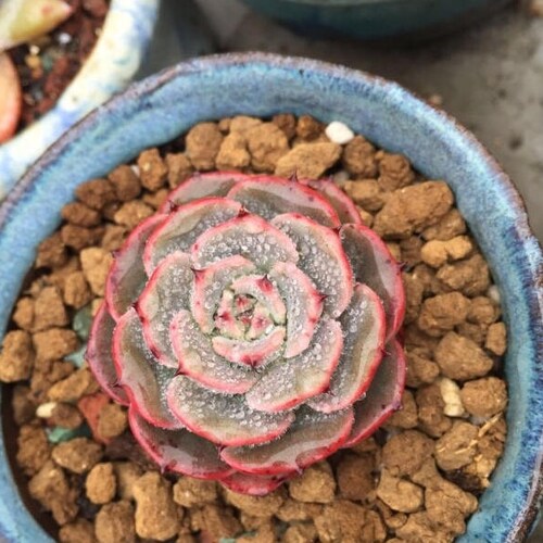 Echeveria secunda puebla, rare succulent, 10 seeds