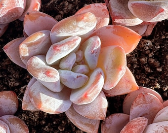 Real plants, Echeveria Snow Angel sp