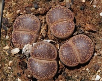 Lithops Aucampiae "Kuruman" C173, 10 seeds