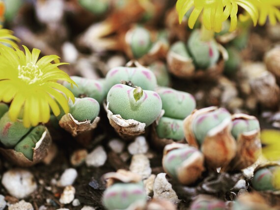 Rare Plants, Conophytum Luiseae,cute Red Lines - Etsy Rare Plants, Conophytum Luiseae,cute Red Lines - Etsy