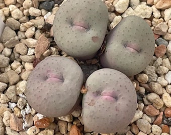 Conophytum Stevens Jonesianum Rietfontein , Rare Living Stone, 5
