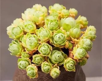 Greenovia dodrentalis,  mountain rose, rare succulent, 10 seeds [SEEDS ONLY]