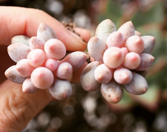 Real plants, Pachyphytum &#39;Baby finger&#39;, two heads