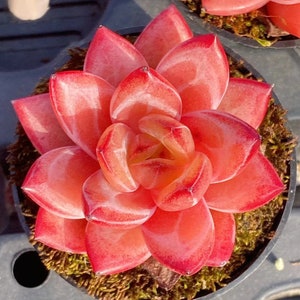 Rare succulent, Echeveria Koukihime, 10 seeds