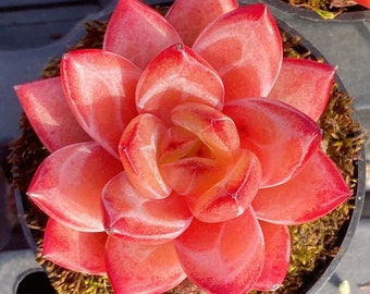 Seltene Sukkulente, Echeveria Koukihime, 10 Samen