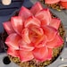 see more listings in the SEEDS: Echeveria section