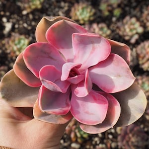 Real plants, Echeveria rainbow, Rare succulent seeds, Rare succulent