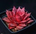 Echeveria agavoides romeo, rare succulents, 10 seeds 