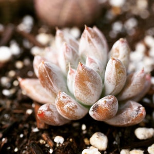 Real plants, Echeveria tolimanensis image 4