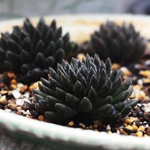 sinocrassula yunnanensis, rare succulent, 10 seeds image 3