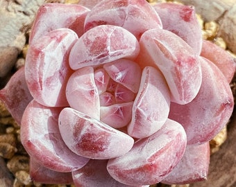 Echeveria Snow Angel Seeds: Rare Pink Succulent (10 Seeds)