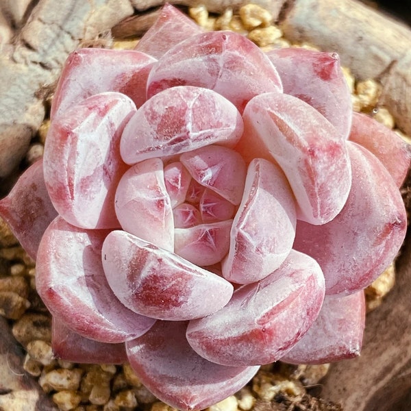 Echeveria Snow Angel, pink succulent, rare succulent,  10 seeds