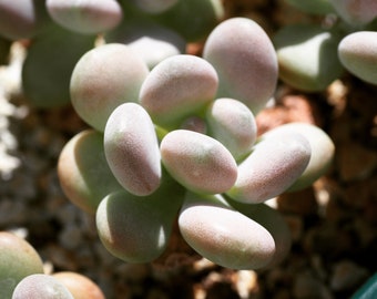 Real plants, Pachyphytum Oviferum