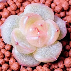 Semi rari di succulenta, Echeveria Shimmering Mirage, 10 semi [SOLO SEMI]