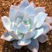 Echeveria Cante, rare succulent,  10 seeds 