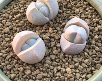 コノフィツム カルキュルス バンジリー SH433