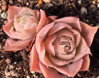 Echeveria simulans, Laguna Sanchez, rare succulent, 10 seeds