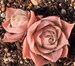 Echeveria simulans, Laguna Sanchez, rare succulent, 10 seeds