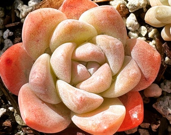 Real plants, Echeveria 'Ice Green'