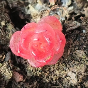 Rare succulent seeds, Echeveria Rosy Glow, 10 seeds [SEEDS ONLY]