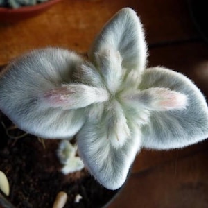 Sinningia canescens, Rechtsteineria leucotricha, rare succulent,10 seeds image 2