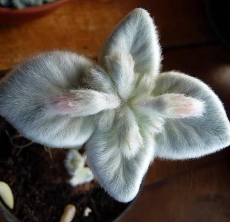 Sinningia canescens, Rechtsteineria leucotricha, rare succulent,10 seeds image 2