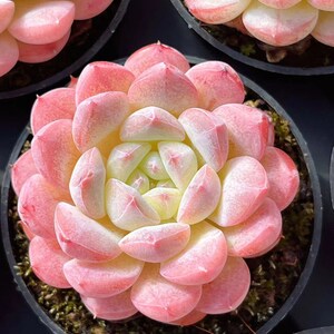 May include: A close-up of a pink and white succulent plant with a rosette shape. The plant is in a small black pot with brown soil.