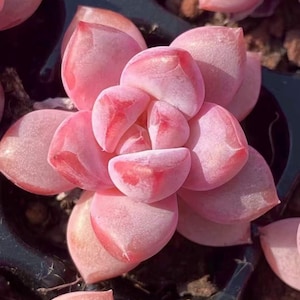 Echeveria Japanese Cherry Star, rare succulents, 10 seeds [SEEDS ONLY]