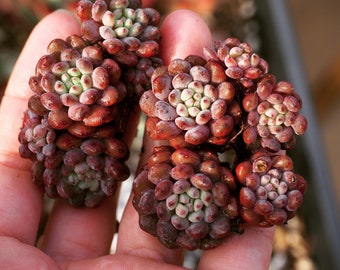 Rare plants, Echeveria Japanese Mulberry Clusters