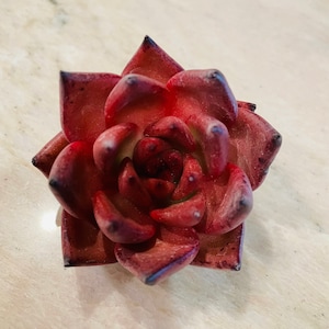 Real plants, Echeveria agavoides Romeo