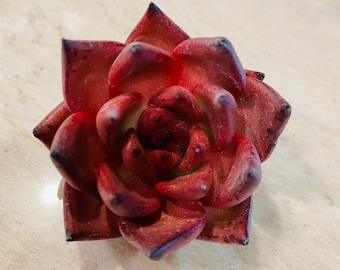 Real plants, Echeveria agavoides Romeo