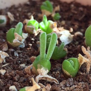 Monilaria moniliforme, Rare succulent, 10 seeds image 4