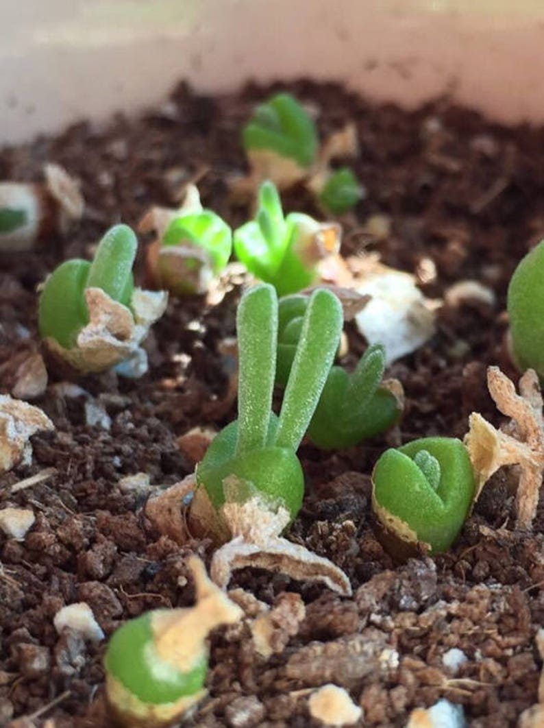 Monilaria moniliforme, Rare succulent, 10 seeds image 4