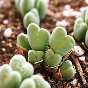 Rare plants, Conophytum Bilobum image 1