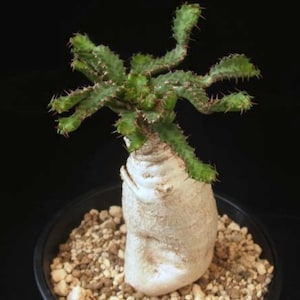 Euphorbia stellata, rare cactus, 2 seeds