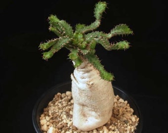 Euphorbia stellata, rare cactus, 2 seeds