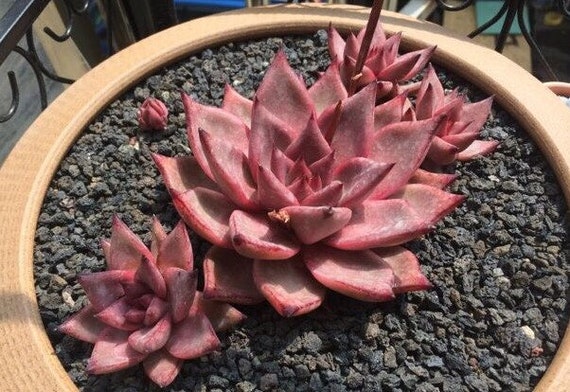 Carino Succulente Idea Regalo Arredo Casa Cactus Giardino Di Piante Grasse 10 Semi Di Echeveria Prolifica Piante Esotica Rara Succulente Fiore Semi Carino Succulente Idea Regalo Arredo Casa Cactus Giardino Di Piante Grasse 10 Semi Di Echeveria Prolifica Piante Esotica Rara Succulente Fiore Semi