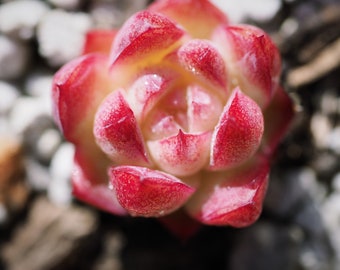 Real plants, Echeveria Queen sp