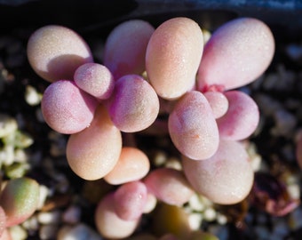 Real plants, Graptopetalum Amethystinum