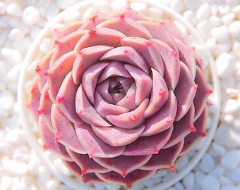 Echeveria Elegans Hyalina , Rare succulent,  10 seeds