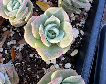 Real plants, Echeveria lovely rose