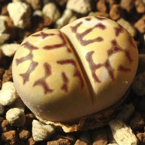 Lithops dorotheae, living stone, rare succulent, 10 seeds image 3
